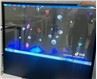 Deursigtige OLED-skerm